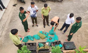 17 con khỉ quý hiếm ở Côn Đảo bị bắt trái phép